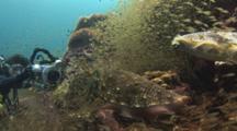 Underwater Videographer Videos  Male Pharaoh Cuttlefish, Sepia Pharaonis, While Female Deposits Eggs In Reef
