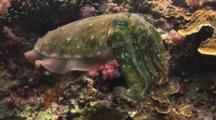Male Pharaoh Cuttlefish, Sepia Pharaonis, Raises Tentacles As Warning Display While Female Deposits Eggs In Reef