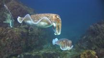 Male Pharaoh Cuttlefish, Sepia Pharaonis, Attempts To Mate With Female