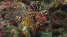 Frillfin Turkeyfish (African Lionfish), Pterois Mombasae, Resting Among Dead Corals