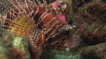 Frillfin Turkeyfish (African Lionfish), Pterois Mombasae, Resting Among Dead Corals
