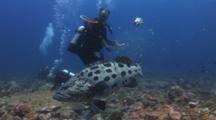 Potato Cod (Potato Grouper), Epinephelus Tukula, Steals Shark Bait While Scuba Divers Watch