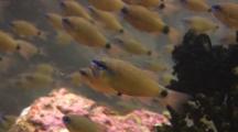 School Of Flower Cardinalfish, Ostorhinchus Fleurieu