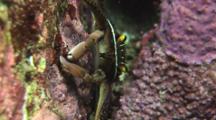 Flat Rock Crab, Percnon Planissimum, Feeding On Coralline Algae
