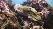 Pharaoh Cuttlefish, Sepia Pharaonis, Raises Tentacles And Retreats Over Reef