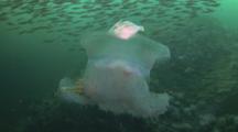 Juvenile Hitchhiker Filefish Ride With Crowned Jellyfish, Cephea Cephea, In Dark Green Water
