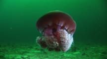 Partly-Eaten Rhizostome Jellyfish, Crambione Mastigophora, Swimming In Deep Green Water