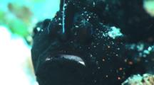 Black Painted Frogfish, Antennarius Pictus, Standing On Reef. Close Up Of Face