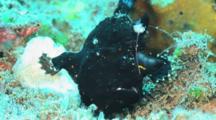 Black Painted Frogfish, Antennarius Pictus, Walking Very Slowly Over Reef