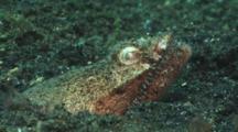 Stargazer Snake Eel, Brachysomophis Cirrocheilos, With Head Protruding From Sand Burrow