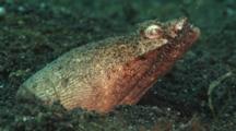 Stargazer Snake Eel, Brachysomophis Cirrocheilos, With Head Protruding From Sand Burrow