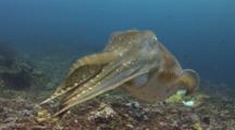 Broadclub Cuttlefish, Sepia Latimanus, Turns Away From Camera And Swims In The Distance