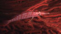 Longnose Hawkfish, Oxycirrhites Typus, On Gorgonian Sea Fan At Night