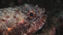 Variegated Lizardfish, Synodus Variegatus. Close Up Of Eye And Mouth