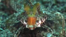 Orange-Black Dragonet, Dactylopus Kuiteri, Displays Orange Upper Lip