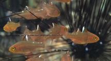 Frostfin Cardinalfish, Ostorhinchus Hoevenii, Shelter Amongst Spines Of Black Longspine Urchin, Diadema Setosum