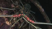 Painted Spiny Lobster, Panulirus Versicolor, Sheltering In Discarded Truck Tire