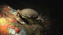 Sponge Crab, Dromia Dormia Or Lauridromia Dehaani, At Rest On Rocky Reef