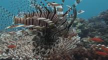 Red Lionfish (Common Lionfish), Pterois Volitans, Swims Over Coral Reef With Spines Spread