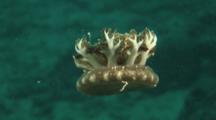 Upside-Down Jellyfish, Cassiopea Xamachana, Swimming In Open Water