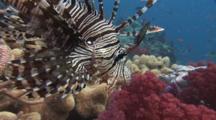 Red Lionfish (Common Lionfish), Pterois Volitans, Over Coral Reef With Spines Spread