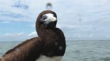 Brown Booby, Sula Leucogaster, Turns Head, Looking Around