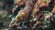 Variegated Lizardfish, Synodus Variegatus, Flees