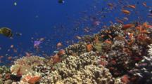 Coral Reef With Colorful Tropical Fish Including Anthias And Butterflyfish