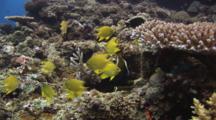 Golden Damsels, Amblyglyphidodon Aureus, On Coral Reef