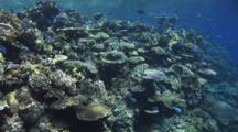 Coral Reef Dappled In Sunshine With Blue-Green Chromis Viridis