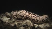 Leopard Sea Cucumber, Bohadschia Argus, At Night