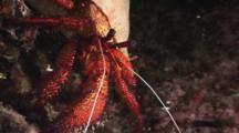White-Spotted Hermit Crab, Dardanus Megistos, Crawls Over Reef