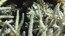 School Of Juvenile Harlequin Filefish, Oxymonacanthus Longirostris, Shelters Amongst Staghorn Coral, Acropora Sp.