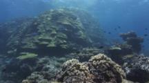 Huge Sun-Dappled Bommies Of Lobe Coral, Porites Lobata, With Mushroom Leather Coral