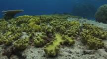 Colony Of Yellow Leather Coral, Sarcophyton Elegans, On Rocky Seabed