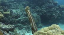 Graeffe's Sea Cucumber, Pearsonothuria Graeffei, Stands Up On Lobe Coral To Spawn