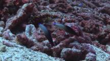 Pair Of Purple Firefish, Nemateleotris Decora, Dive Into Sand