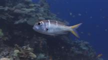 Redfin Emperor, Monotaxis Heterodon, Swims Past Coral Reef