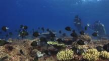Scuba Divers Watch Spawning Shoal Of Stout Chromis, Chromis Chrysura, Over Coral Reef