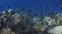 Spawning Shoal Of Stout Chromis, Chromis Chrysura, Over Coral Reef