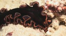 Hyman's Flatworm, Pseudobiceros Hymanae, Crawls Over Sandy Reef