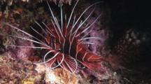 Clearfin Lionfish, Pterois Radiata, Lies On Reef At Night With Spines Spread