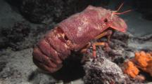 Blunt Slipper Lobster (Scaly Slipper Lobster), Scyllarides Squammosus, Crawls Over Seabed At Night. Part 1