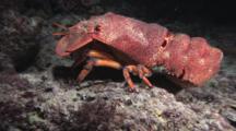 Blunt Slipper Lobster (Scaly Slipper Lobster), Scyllarides Squammosus, Crawls Over Seabed At Night. Part 2
