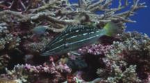 Slender Grouper, Anyperodon Leucogrammicus, Shelters In Hard Coral Reef