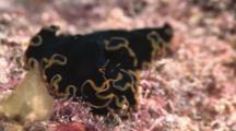 Flatworm, Pseudobiceros Cf Gloriosus, Resting On Reef