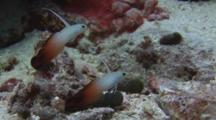 Pair Of Firefish (Fire Goby), Nemateleotris Magnifica, Turn Unison With Current