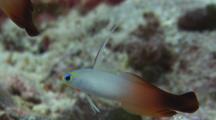 Firefish (Fire Goby), Nemateleotris Magnifica, Opens Mouth And Turns With Raised Dorsal Fin