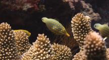 Pair Of Harlequin Filefish, Oxymonacanthus Longirostris, Feeding On Cauliflower Coral, Pocillopora Sp.