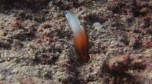 Firefish (Fire Goby), Nemateleotris Magnifica, Dives Into Burrow